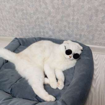 Очки для собак и кошек Зоозавр: отзыв пользователя. Зоомагазин Зоозавр