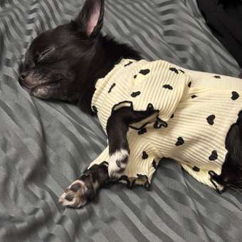 Лонгслив для собак Зоозавр: отзыв пользователя. Зоомагазин Зоозавр