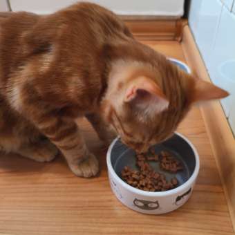 Корм для котят Royal Canin 85г Maine Coon Kitten соус для котят мейн кун пауч: отзыв пользователя. Зоомагазин Зоозавр