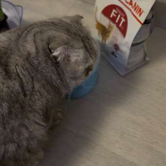 Корм сухой для кошек ROYAL CANIN Fit 32 400г: отзыв пользователя. Зоомагазин Зоозавр