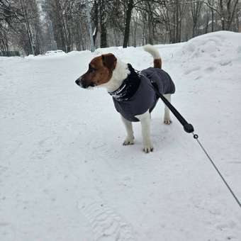 Жилет для собак и кошек Зоозавр: отзыв пользователя. Зоомагазин Зоозавр