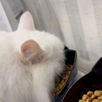 Корм сухой для кошек ROYAL CANIN Sterilised 3.5кг пожилых стерилизованных: отзыв пользователя. Зоомагазин Зоозавр