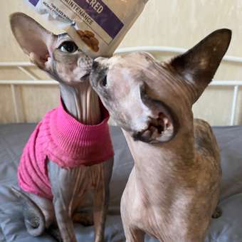 Корм для кошек ROYAL CANIN Neutered Maintenance 85г пауч: отзыв пользователя. Зоомагазин Зоозавр