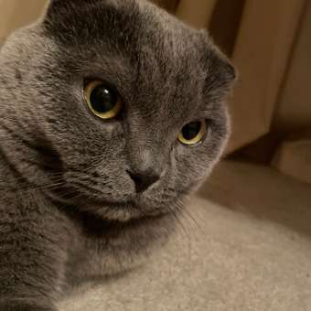 Корм для кошек ROYAL CANIN Urinary s/o moderate calorie от мочекаменной болезни 85г: отзыв пользователя. Зоомагазин Зоозавр