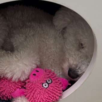 Игрушка для собак Barbaks Заяц Зося мягкий с пищалкой шуршит 26см: отзыв пользователя. Зоомагазин Зоозавр