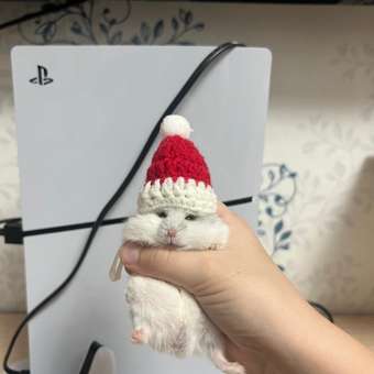 Шапочка для собак и кошек Зоозавр: отзыв пользователя. Зоомагазин Зоозавр