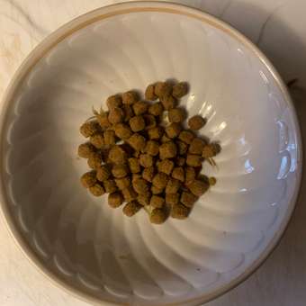 Корм для котят Royal Canin 400г Maine Coon породы мейн-кун: отзыв пользователя. Зоомагазин Зоозавр