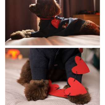 Джемпер для собак и кошек Зоозавр: отзыв пользователя. Зоомагазин Зоозавр