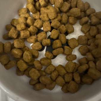 Корм для собак ROYAL CANIN породы йоркширский терьер 500г: отзыв пользователя. Зоомагазин Зоозавр