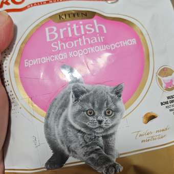 Корм сухой для котят ROYAL CANIN British Shorthair 400г породы британской короткошерстной: отзыв пользователя. Зоомагазин Зоозавр