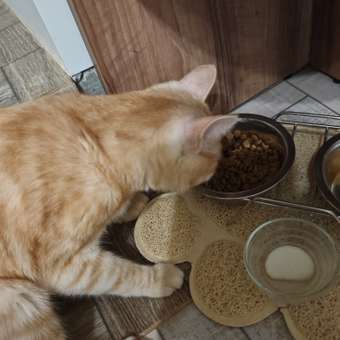 Корм сухой для кошек PRO PLAN Sterilised Optirenal 3кг лосось: отзыв пользователя. Зоомагазин Зоозавр