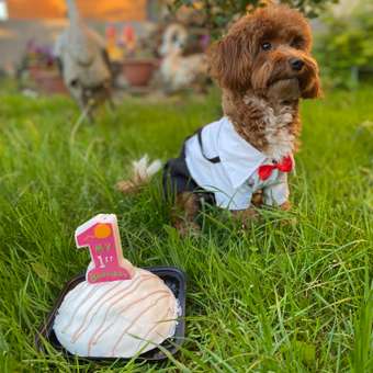 Костюм для собак и кошек Зоозавр: отзыв пользователя. Зоомагазин Зоозавр