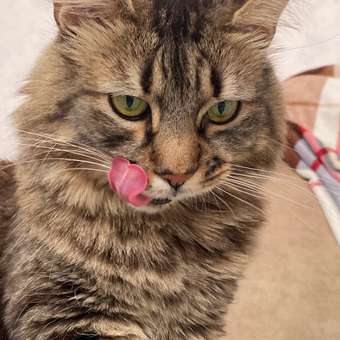 Корм для кошек Roybis 85г с курицей кусочки в желе для поддержания здоровья кожи и шерсти : отзыв пользователя. Зоомагазин Зоозавр