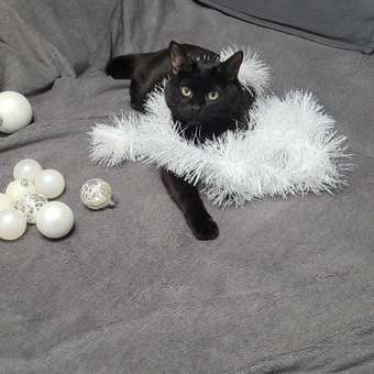 Корм для кошек ROYAL CANIN Ageing 85гр для пожилых 12+ в соусе пауч: отзыв пользователя. Зоомагазин Зоозавр