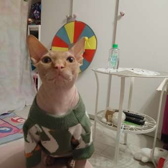 Джемпер для собак и кошек Зоозавр: отзыв пользователя. Зоомагазин Зоозавр