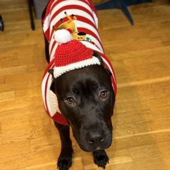 Джемпер для собак и кошек Зоозавр: отзыв пользователя. Зоомагазин Зоозавр