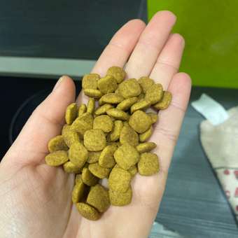 Корм для кошек ROYAL CANIN Diabetic при сахарном диабете 1.5кг: отзыв пользователя. Зоомагазин Зоозавр