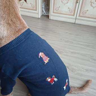 Джемпер для собак и кошек Зоозавр: отзыв пользователя. Зоомагазин Зоозавр