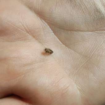 Трусики MANU Premium XL (12-17 кг) 48 шт.: отзыв пользователя Детский Мир