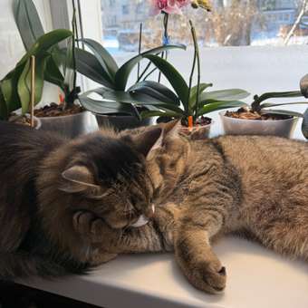 Корм сухой для кошек ROYAL CANIN Fit 32 4кг: отзыв пользователя. Зоомагазин Зоозавр