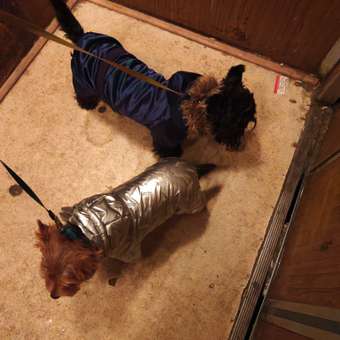 Комбинезон для собак и кошек Зоозавр: отзыв пользователя. Зоомагазин Зоозавр