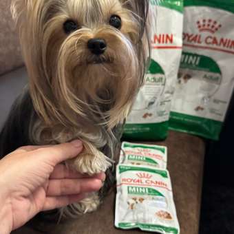 Корм для собак ROYAL CANIN мелких пород 800г: отзыв пользователя. Зоомагазин Зоозавр