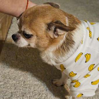 Комбинезон для собак и кошек Зоозавр: отзыв пользователя. Зоомагазин Зоозавр