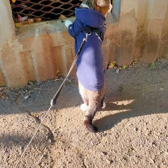 Толстовка для собак и кошек Зоозавр: отзыв пользователя. Зоомагазин Зоозавр