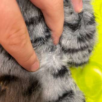 Мягкая игрушка Zuru FUGGLER Дикие коты Барсик: отзыв пользователя Детский Мир