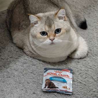 Корм для кошек ROYAL CANIN Urinary Care для поддержания здоровья мочевыделительной системы 85г: отзыв пользователя. Зоомагазин Зоозавр
