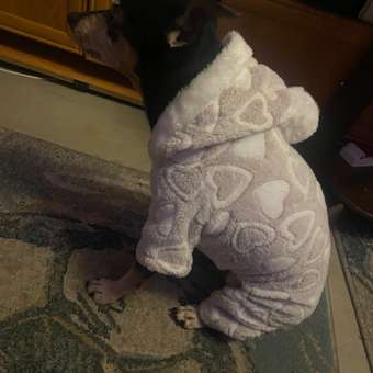 Комбинезон для собак и кошек Зоозавр: отзыв пользователя. Зоомагазин Зоозавр