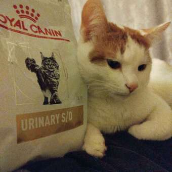 Корм для кошек ROYAL CANIN 350г Urinary S/O: отзыв пользователя. Зоомагазин Зоозавр