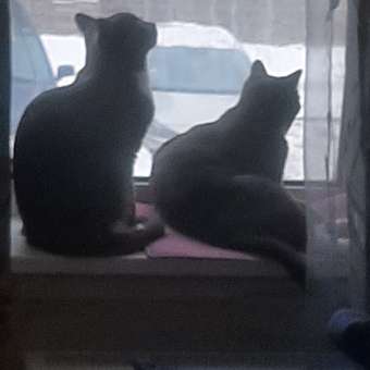 Корм влажный для кошек ROYAL CANIN Sterilised 85г желе: отзыв пользователя. Зоомагазин Зоозавр