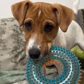 Игрушка для собак Barbaks Массажное кольцо с зубчиками пищит 12.5*4.3см ТПР: отзыв пользователя. Зоомагазин Зоозавр