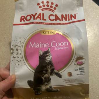 Корм для котят Royal Canin 400г Maine Coon породы мейн-кун: отзыв пользователя. Зоомагазин Зоозавр