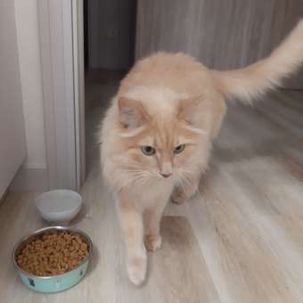 Корм для кошек ROYAL CANIN Gastro Intestinal Hairball Control лечение ЖКТ 2кг: отзыв пользователя. Зоомагазин Зоозавр