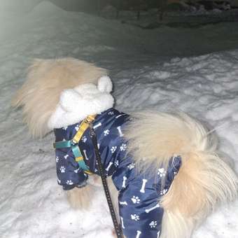 Комбинезон для собак и кошек Зоозавр: отзыв пользователя. Зоомагазин Зоозавр