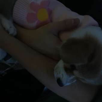 Кардиган для собак Зоозавр: отзыв пользователя. Зоомагазин Зоозавр