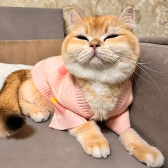 Игрушка для кошек Barbaks Клубок из пряжи 6см Розовый: отзыв пользователя. Зоомагазин Зоозавр