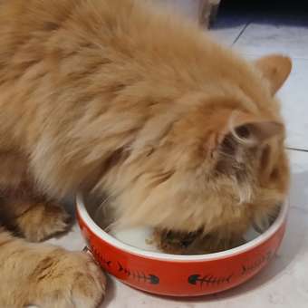 Миска для кошек Mr.Kranch Рыбки 300мл Красный-Белый: отзыв пользователя. Зоомагазин Зоозавр