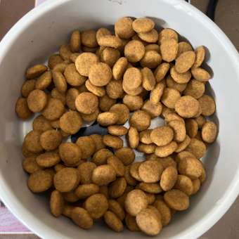 Корм для собак ROYAL CANIN Medium Dermacomfort средних пород склонных к кожным раздражениям и зуду 3кг: отзыв пользователя. Зоомагазин Зоозавр