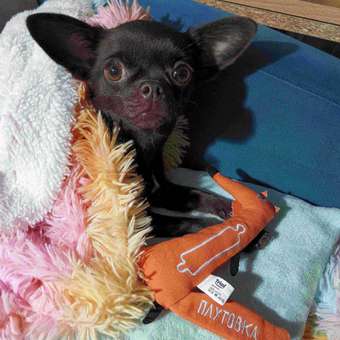 Игрушка для собак Triol Лиса-плутовка 17.5см: отзыв пользователя. Зоомагазин Зоозавр