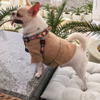 Джемпер для собак и кошек Зоозавр: отзыв пользователя. Зоомагазин Зоозавр