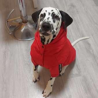 Жилет для собак и кошек Зоозавр: отзыв пользователя. Зоомагазин Зоозавр