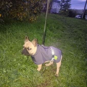 Попона для собак Zoozavr серая 40: отзыв пользователя. Зоомагазин Зоозавр