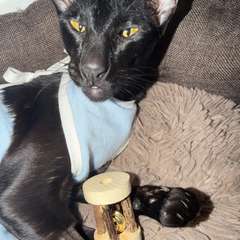 Фото отзыва 11052341