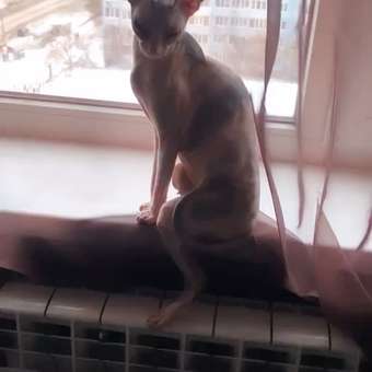 Корм сухой для кошек ROYAL CANIN Sphynx 2кг породы сфинк: отзыв пользователя. Зоомагазин Зоозавр