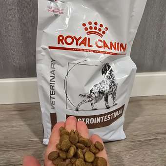 Корм для собак ROYAL CANIN Gastro Intestinal GI25 при нарушениях пищеварения 2кг: отзыв пользователя. Зоомагазин Зоозавр