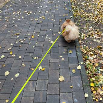 Рулетка Flexi New Classic S лента 5м до 15кг Желтый неон: отзыв пользователя. Зоомагазин Зоозавр