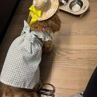 Сарафан для собак Зоозавр: отзыв пользователя. Зоомагазин Зоозавр